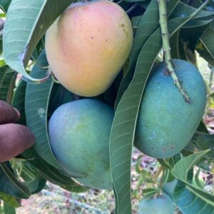 3kg Alphonso Mango Box